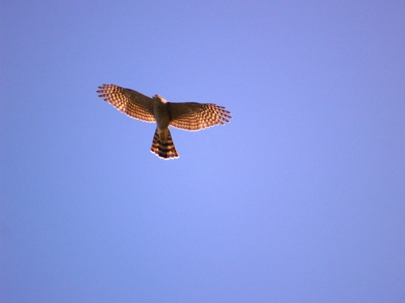Gheppio in planata